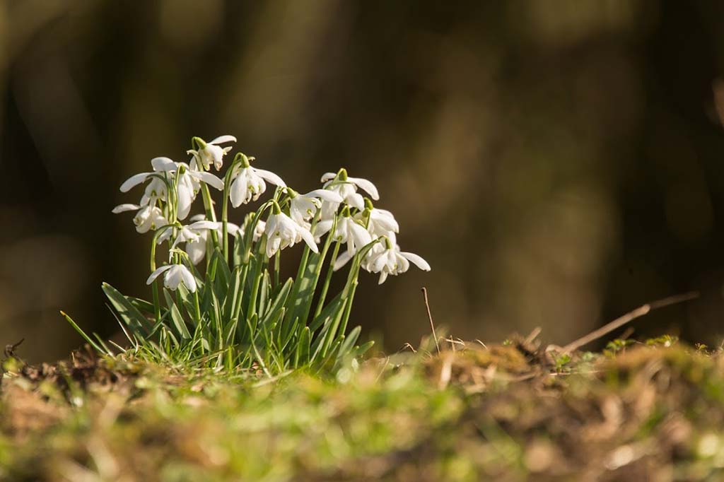 Peter Illingworth - The Green Shoots of Recovery