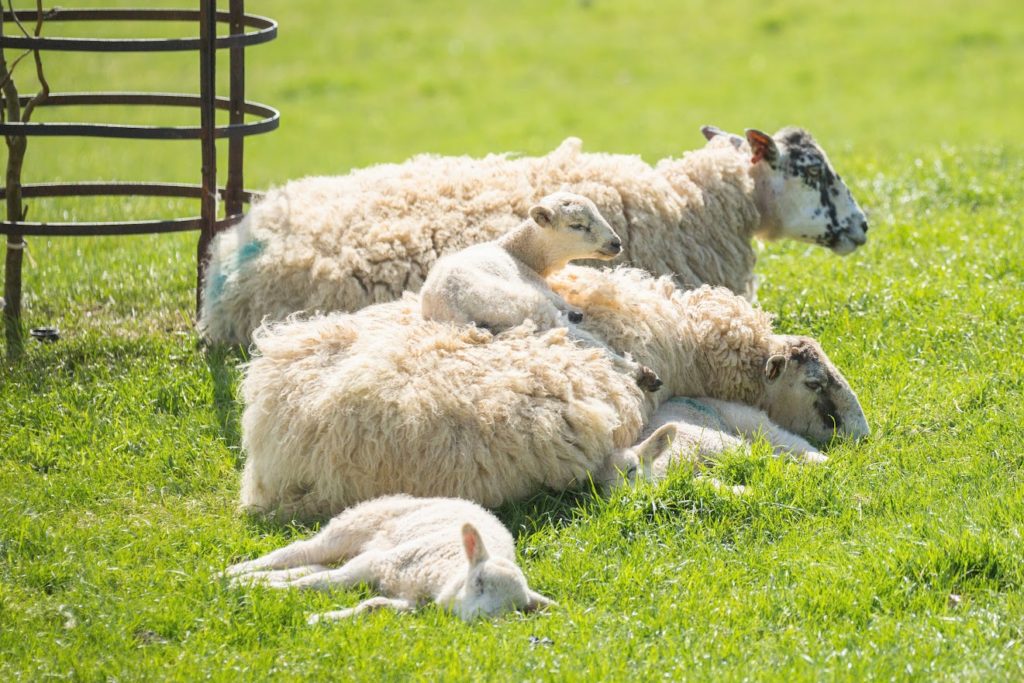 UK, North Yorkshire & Ryedale Property Market Update – May 2026